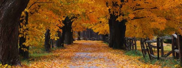 autumn-1-640x240.jpg, 132kB